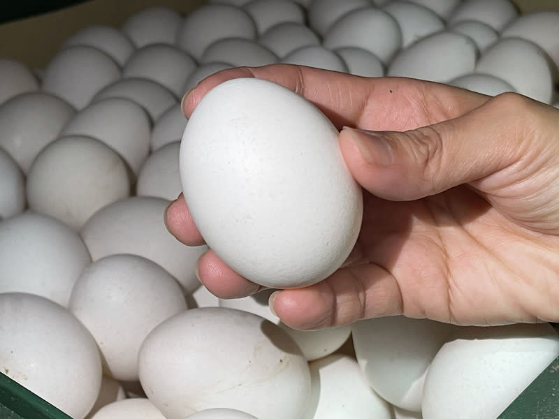 受飼料等價格上漲及史上最嚴重禽流感疫情肆虐影響，日本東京今年2月雞蛋批發價較去年同期飆漲近一倍。（中央社檔案照）