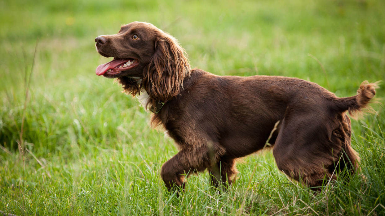 Boykin spaniel on grass