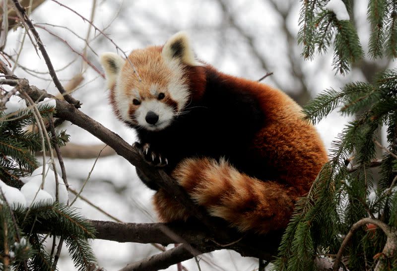FILE PHOTO: A Red Panda sits in a tree at Schoenbrunn Zoo in Vienna