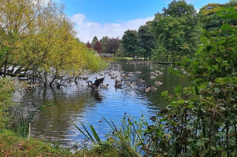 Campaigners want to save trees around Poynton Pool