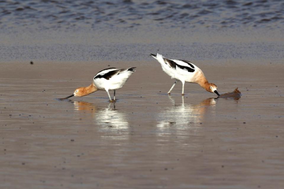 American avocets feed on brine on Owens Lake.