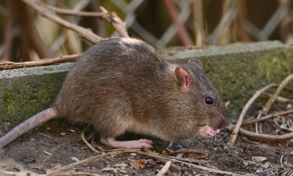 A Norway rat (Rattus norvegicus)