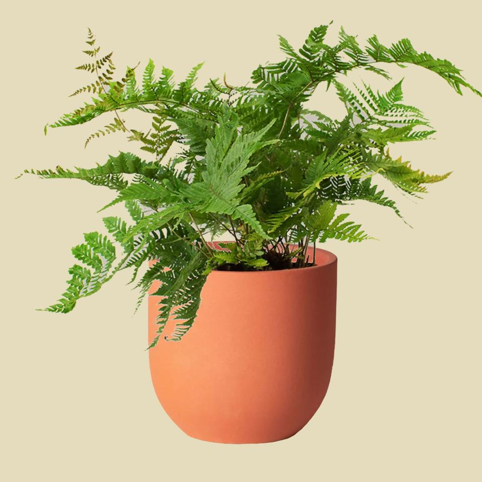 The Sill Autumn Fern