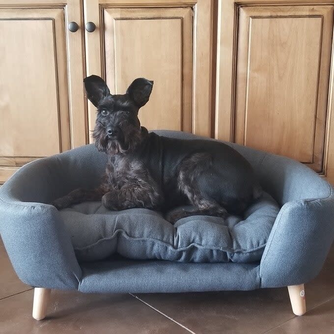 Dog resting on a cozy pet-sized sofa