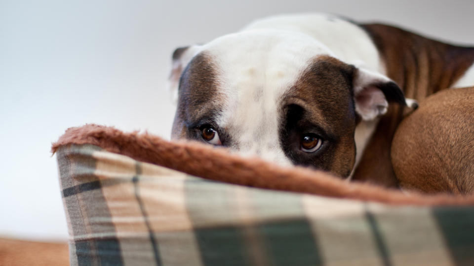A scared-looking pit bull dog lies down in his bed, looking out.