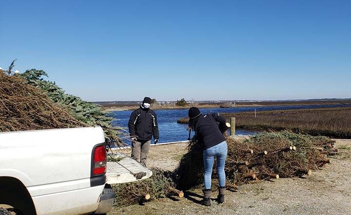 Volunteers at Hammocks Beach State Park in Swansboro helped place donated Christmas trees along the beach on Bear Island last year. This year, trees can be donated to North Topsail Beach.