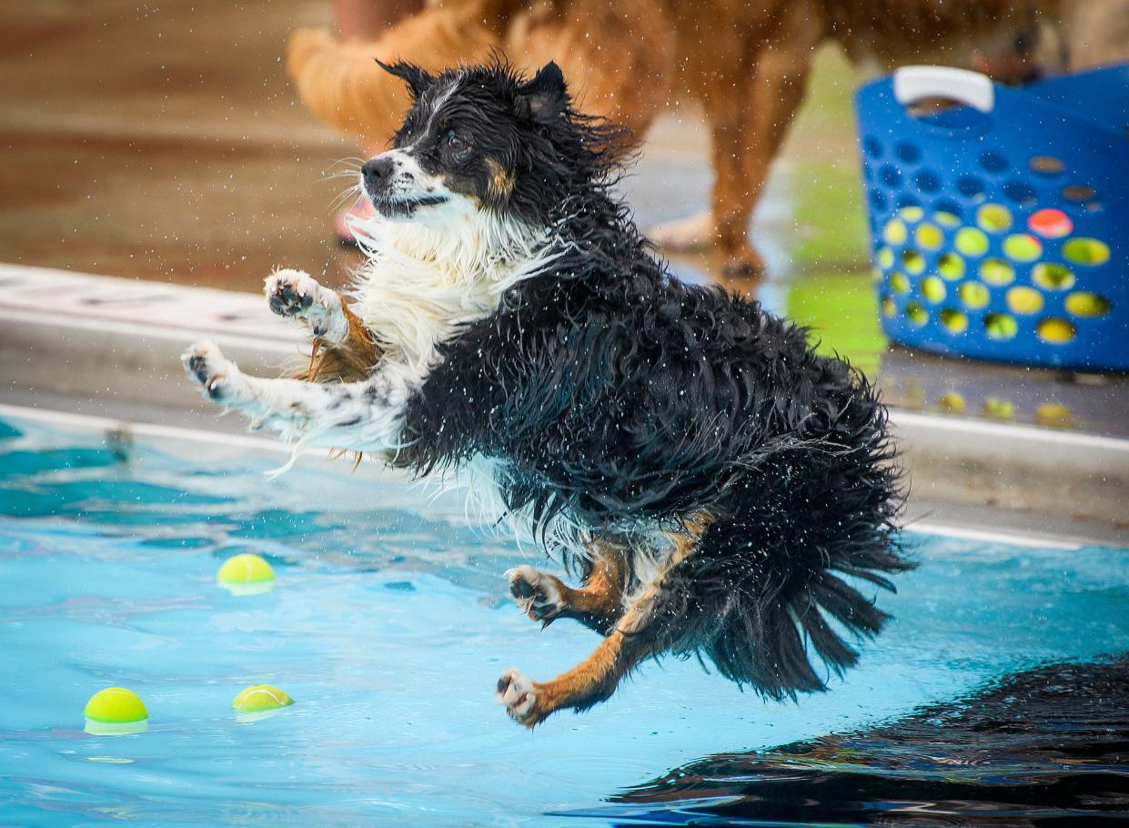 Kora goes all out for her ball during Drool in the Pool at Mills Pool on Thursday, Aug. 4, 2022.