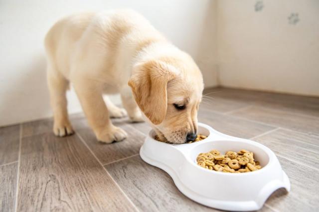 Nutritional Differences for Small and Large Breed Dogs - DogTime