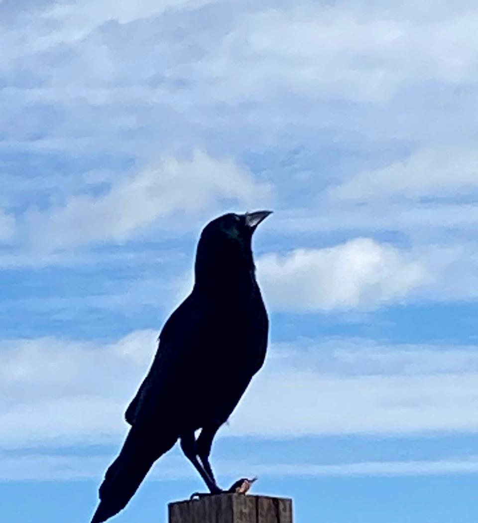 Peter Corsun of Stockton photographed a crow with an Apple iPhone 11 along West Cliff Drive in Santa Cruz.