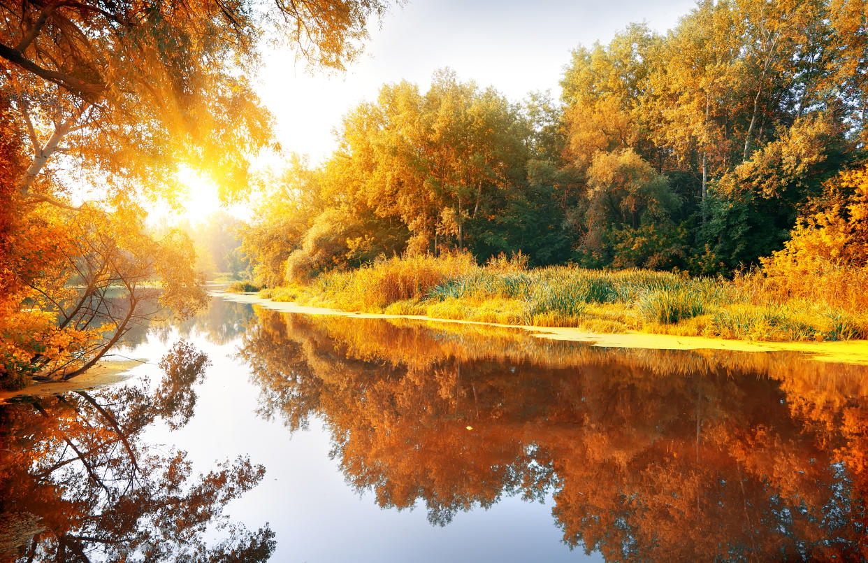 River in a delightful autumn forest at sunny day