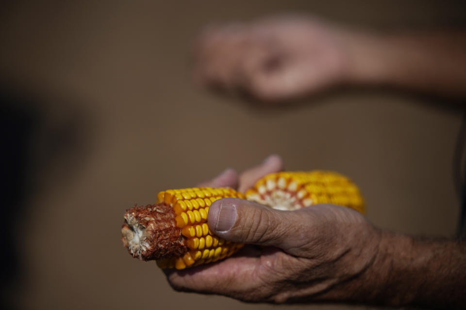 David Farabough, director of the agricultural division for the Arkansas Department of Corrections, holds an ear of corn picked from a field during a tour at the Cummins Unit, Friday, Aug. 18, 2023, in Gould, Ark. While many companies buy unknowingly through third-party suppliers, mammoth commodity traders like Cargill, Bunge, Louis Dreyfus, Archer Daniels Midland and Consolidated Grain and Barge, in recent years, have scooped up millions of dollars’ worth of soy, corn and wheat straight from prison farms. (AP Photo/John Locher)