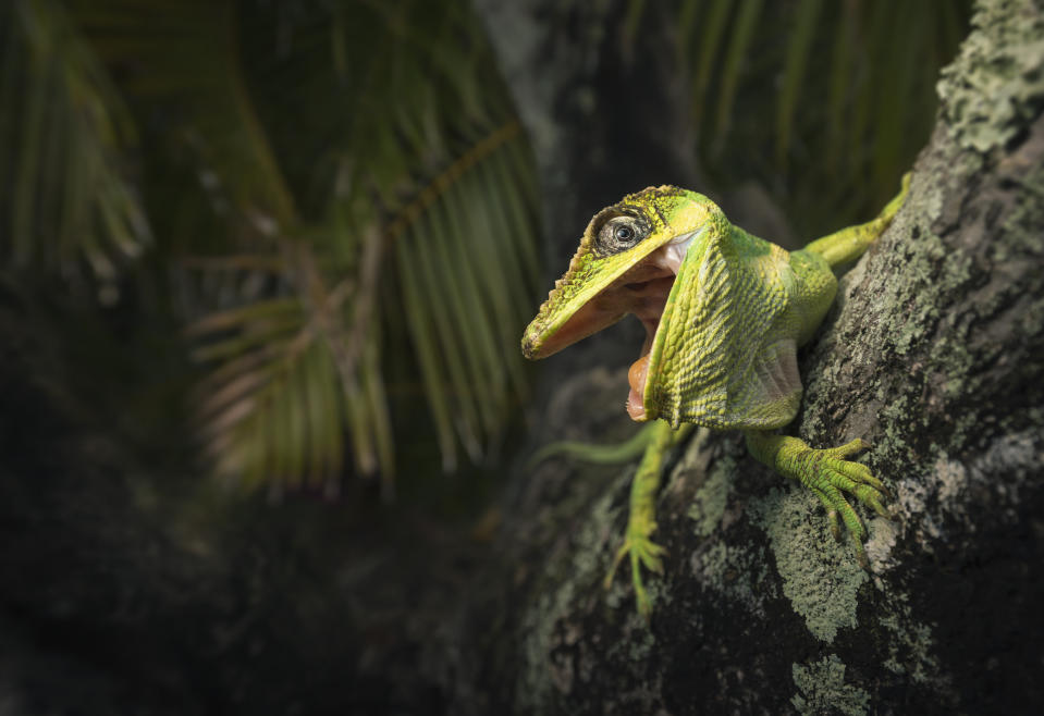  Knight anoles pose a threat to their smaller, green relatives. They are 13-20 inches in length, about 20 times heavier, compete for the same food sources and even eat adult green anoles. (Getty Images stock)