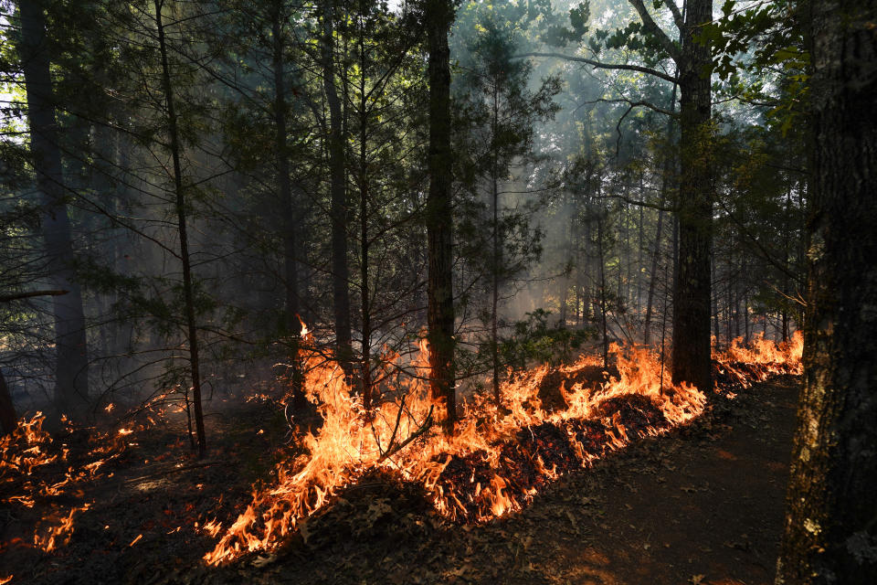 A prescribed fire burns during a wildland firefighter training Friday, June 9, 2023, in Hazel Green, Ala. A partnership between the U.S. Forest Service and four historically Black colleges and universities is opening the eyes of students of color who had never pictured themselves as fighting forest fires. (AP Photo/George Walker IV)