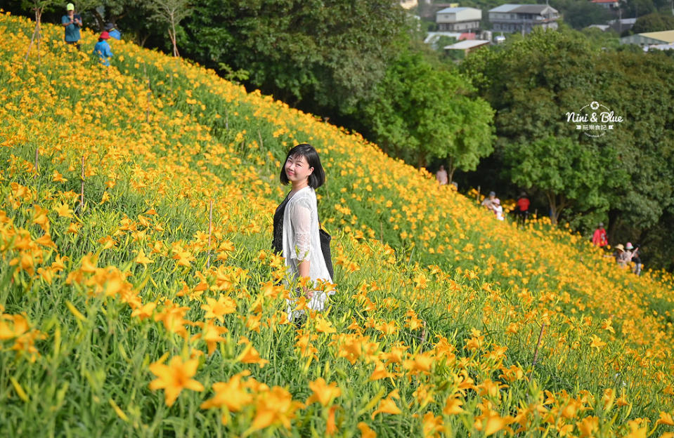 彰化花壇｜虎山巖金針花