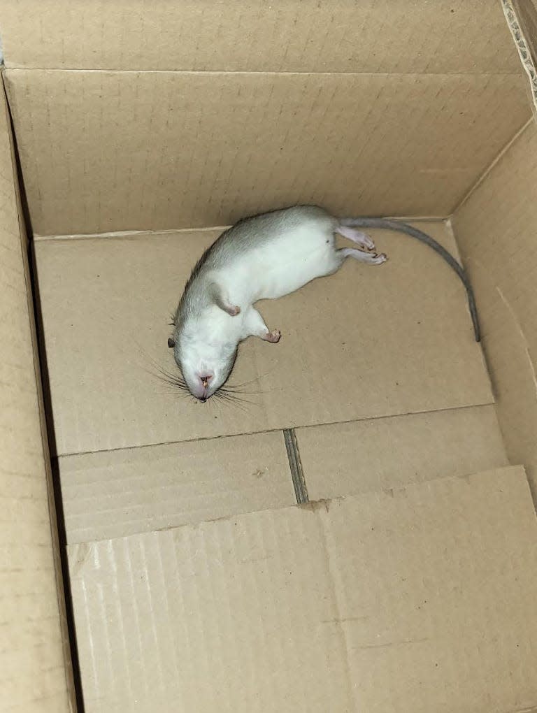 A dead rat laying on its back sits in a cardboard box at a Dollar General store in Hutto, Texas.