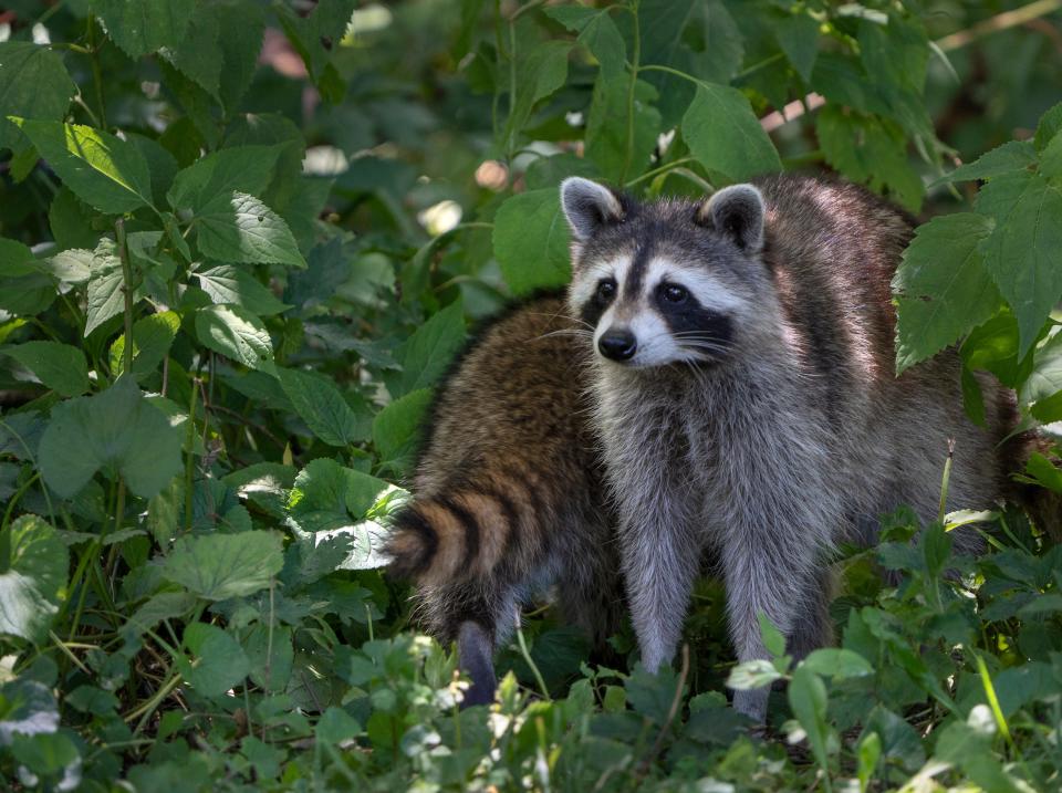 A family of raccoons come out of the woods Thursday, June 30, 2022 at Fort Harrison State Park.