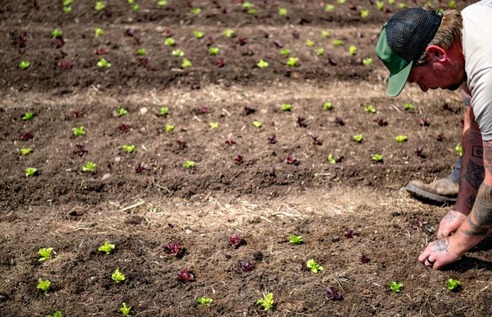 Chris Hench transplants lettuce at Blackbranch Farm on Tuesday, April 9, 2024.