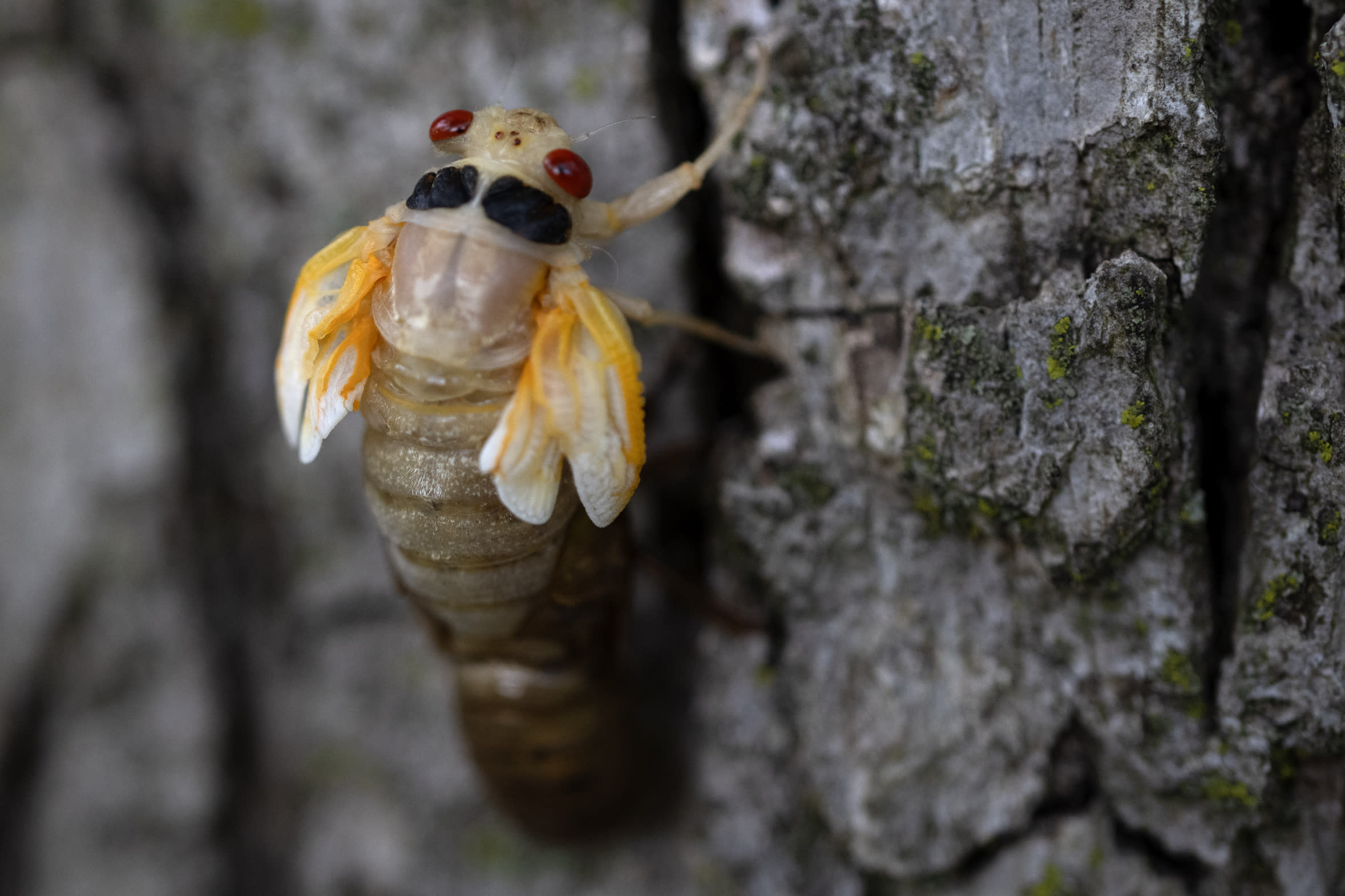 A cicada sheds its exoskeleton on a tree.