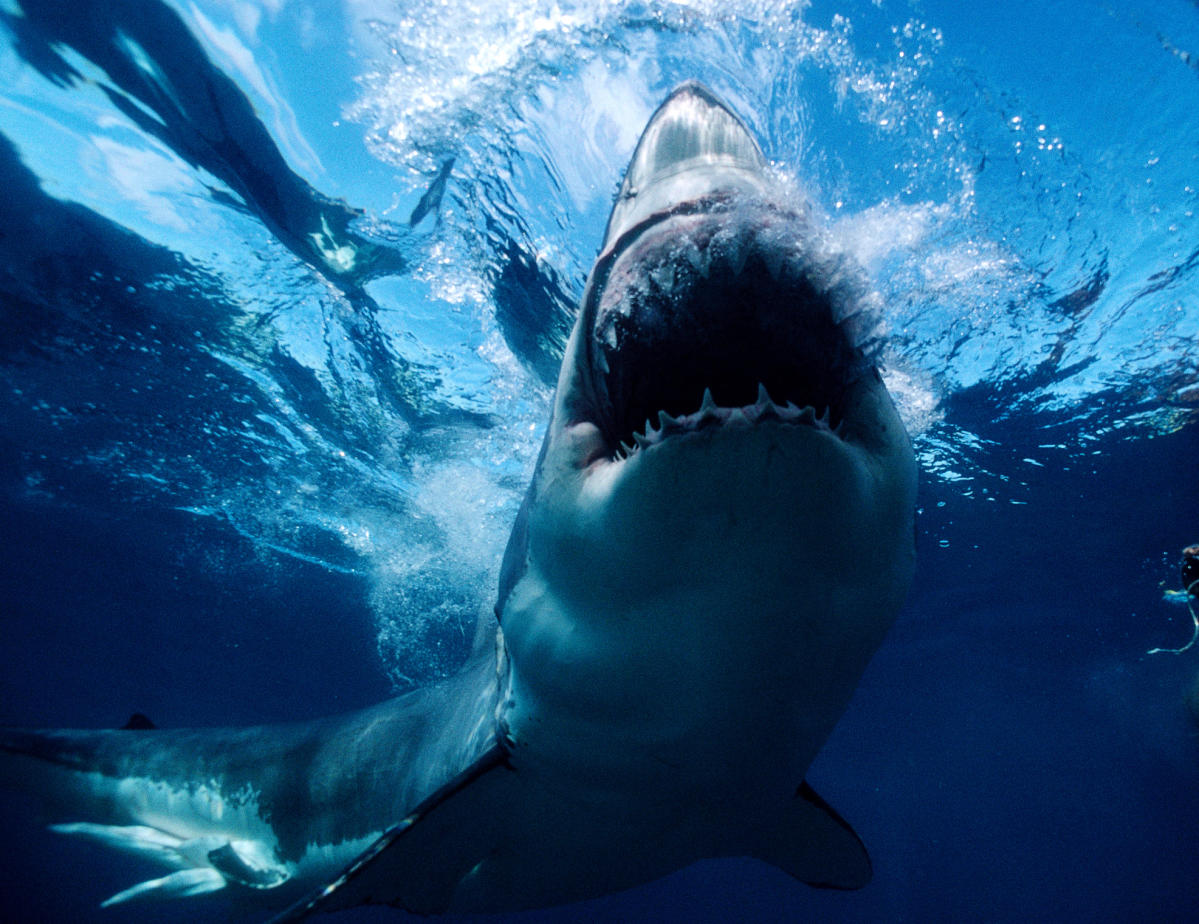 How to Survive the Shark Attack That Is Never Going to Happen To You, Smart News