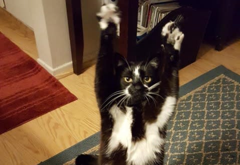 This cat who raises its arms like a field goal will have you cheering for the weekend