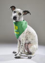 <p>Team: Ruff<br> From: Anti-Cruelty Society of Chicago<br> (Photo: Animal Planet) </p>