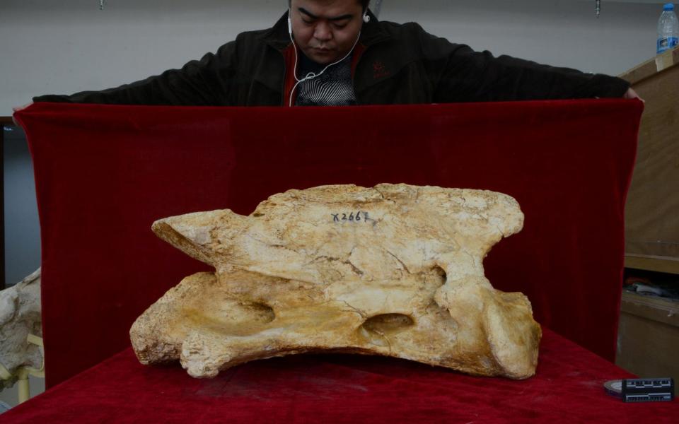The giant rhino's fossilised skull - Tao Deng / SWNS.COM