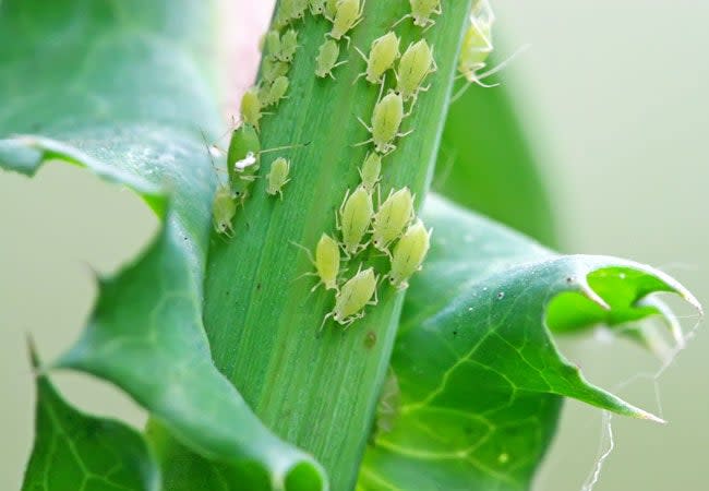 Dozens of green aphids on a plant stem