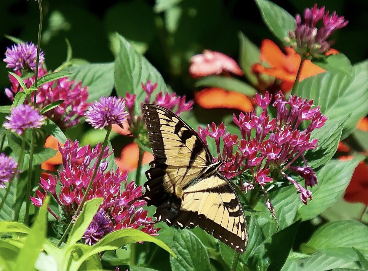 The Garden Guy incorporates Sunstar pentas in his pollinator beds. Here Sunstar red is seen with Indian Summer rudbeckia and Blue Boa agastache.