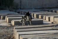 A dog is seen inside a Jewish cemetery in the Sadr City district of Baghdad, Iraq April 1, 2018. Picture taken April 1, 2018. REUTERS/Wissm Al-Okili