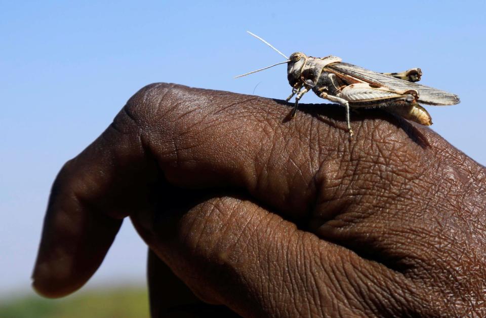 Desert locust on a hand.JPG