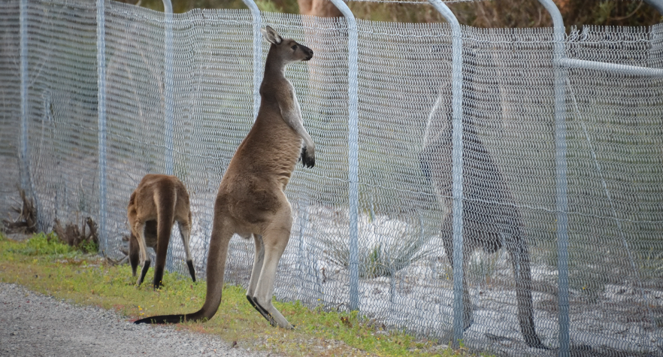 A mob of three kangaroos at the Canning site, separated by a fence.