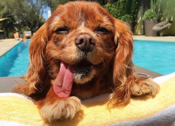 Toast the Dog has passed away, and Instagram will never be the same