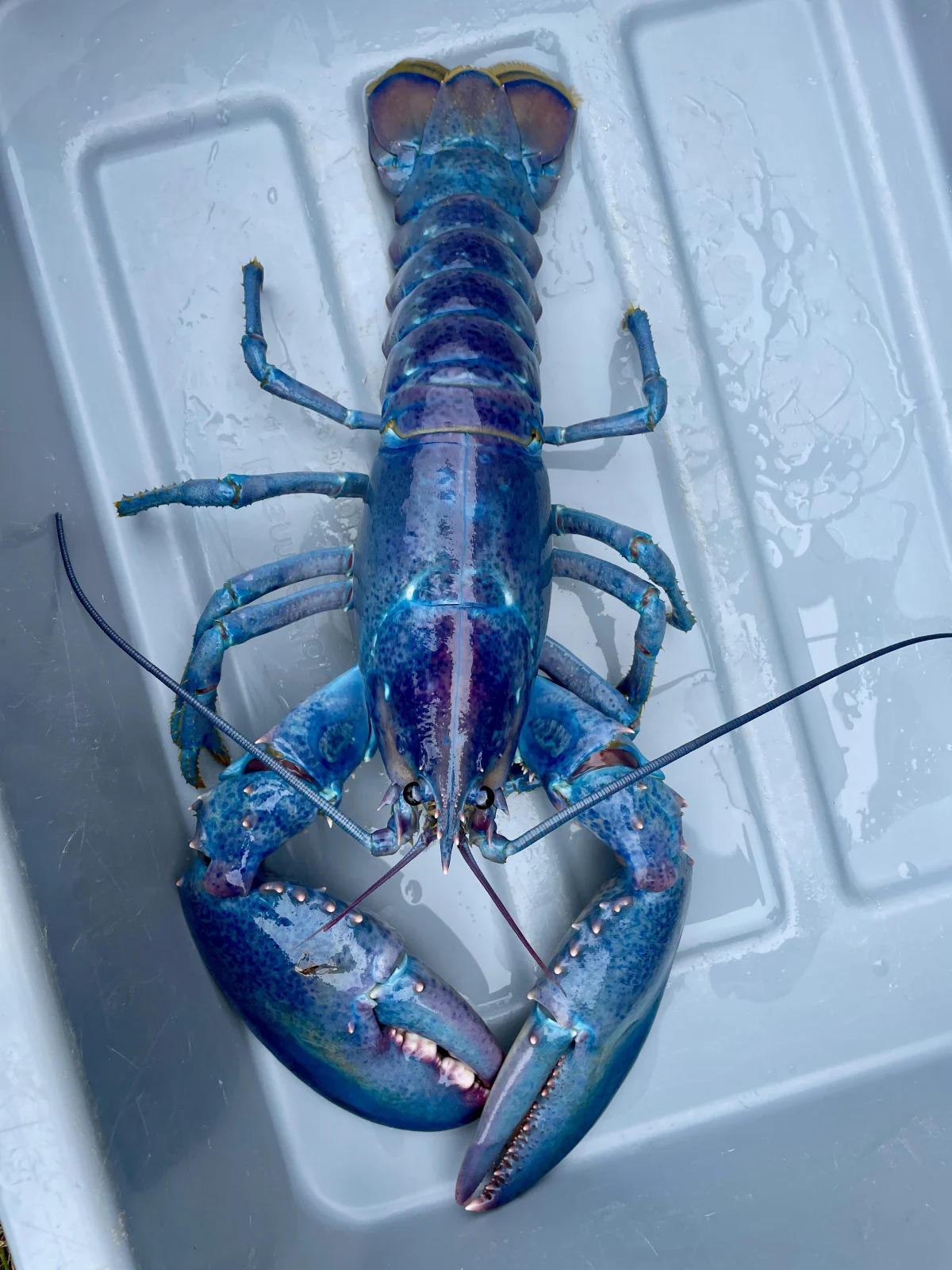 '1 in 100 million': Watch as beautiful, rare, cotton candy lobster explores new home