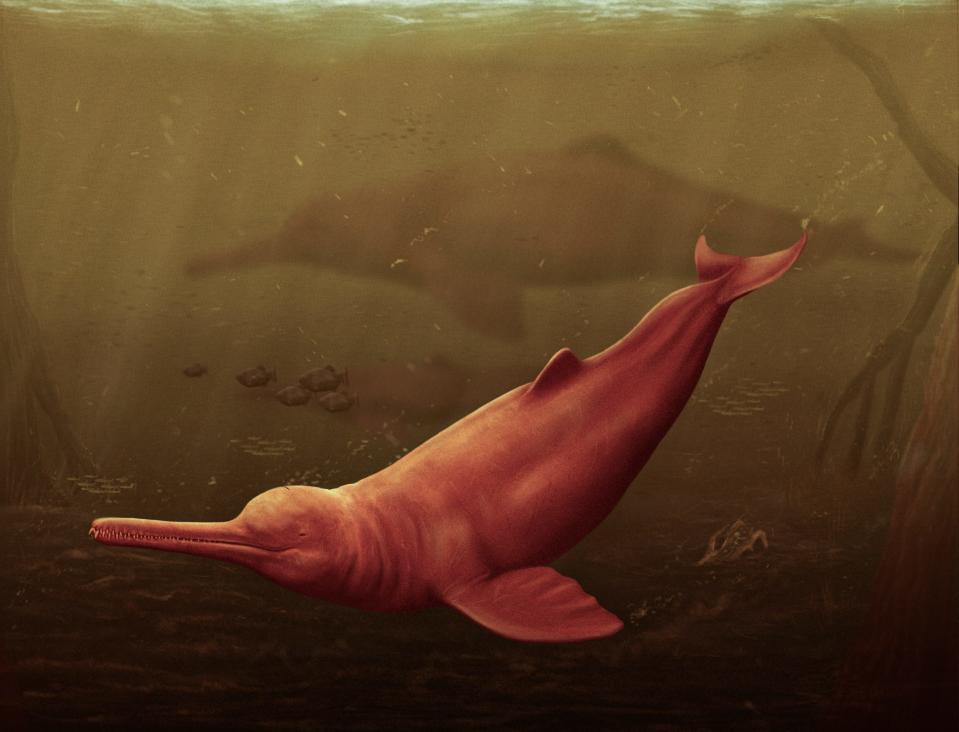 An artist's reconstruction of the ancient river dolphin as seen in the murky waters of the Peruvian "Proto-Amazonia."