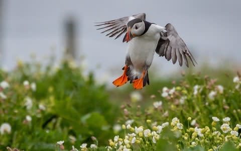 A puffin comes into land on Inner Farne, Northumberland - Credit: &nbsp;Charlotte Graham