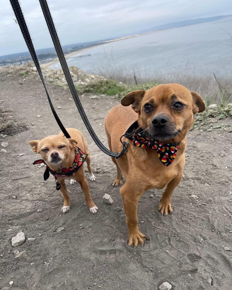 Tribune reporter Chloe Jones’ dogs Bugsy Malone and Camilla enjoy hiking on the Discovery Trail in the Pismo Preserve.