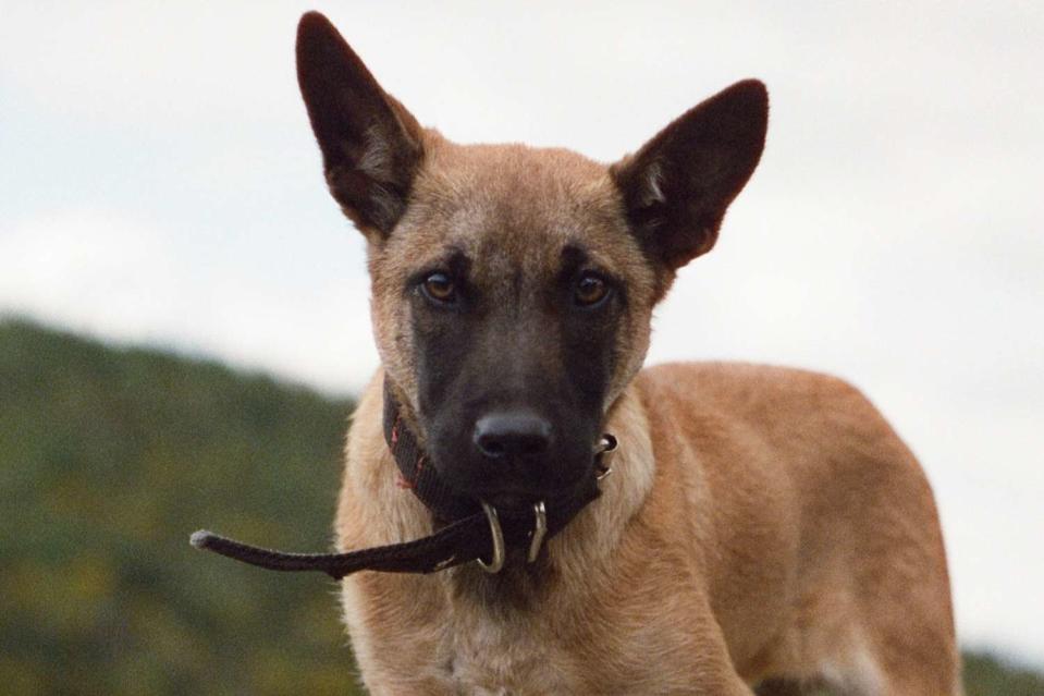 <p>Keith Prendred</p> A.K. the Belgian Malinois 