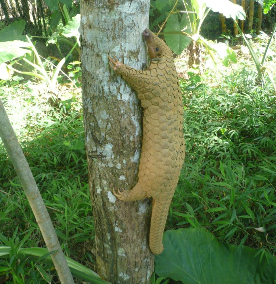 The pangolin, commonly found across south-east Asia, is the only creature in the world entirely covered in scales. Its tail, which can grow to over 50cm, has 30 scales on it alone. The creature is classed as endangered as experts say people simply 'aren't aware of these animals'. (Sunda pangolin_Carnivore and Pangolin Conservation Programme)