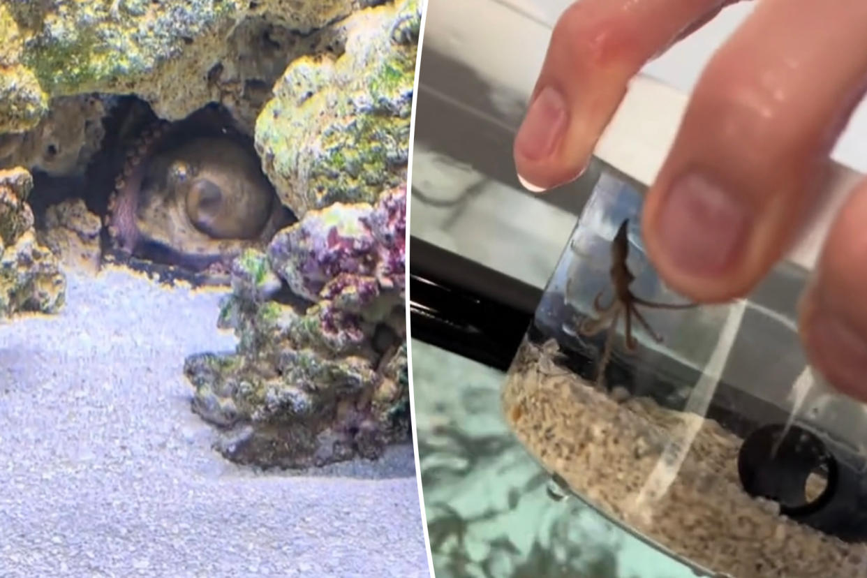 An Oklahoma family has come to grips with its new reality after purchasing an octopus to raise as a pet, only for her to stunningly produce a small army of hatchlings.