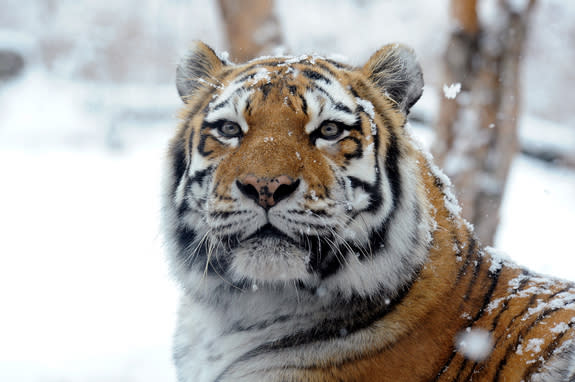 Amur tigers paws are large. A male's measures about 5 inches (13 centimeters) across, with extra fur to navigate the snowy slopes of the animal's home.