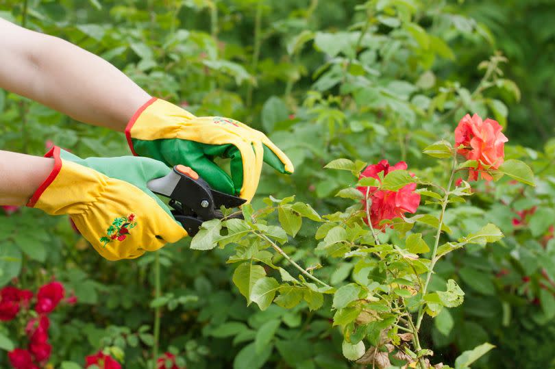 Roses being pruned