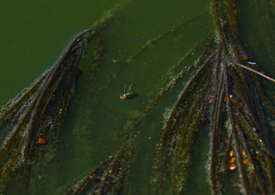 Un axayacatl muerto, un tipo de chinche de agua, flota en las aguas del lago Texcoco, cerca de Ciudad de México. Los huevos de ese insecto se consumen como ahuautle, o caviar mexicano. Su consumo se ha visto amenazado por la desecación del Lago de Texcoco, la migración de los pobladores de las áreas próximas y el poco interés de las nuevas generaciones en el alimento (AP Foto/Fernando Llano)