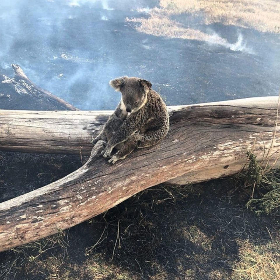 A mother koala and her joey cling to a large branch in the Gold Coast Hinterland where bushfires are burning.