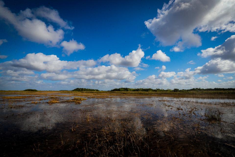 The clear water found in the Everglade. On February 4, 2022, the Everglades Foundation took an airboat full of Journalists out into the Everglades near Shark Valley Everglades National Park.  This was just a chance to get a look at the ecosystem. The day did not disappoint. 