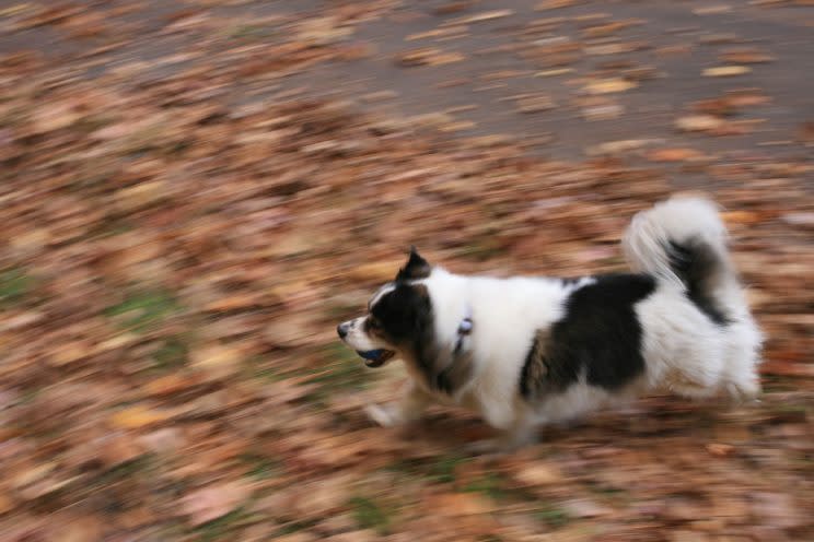 Buster running through leaves. (Photo: Donna Freydkin)