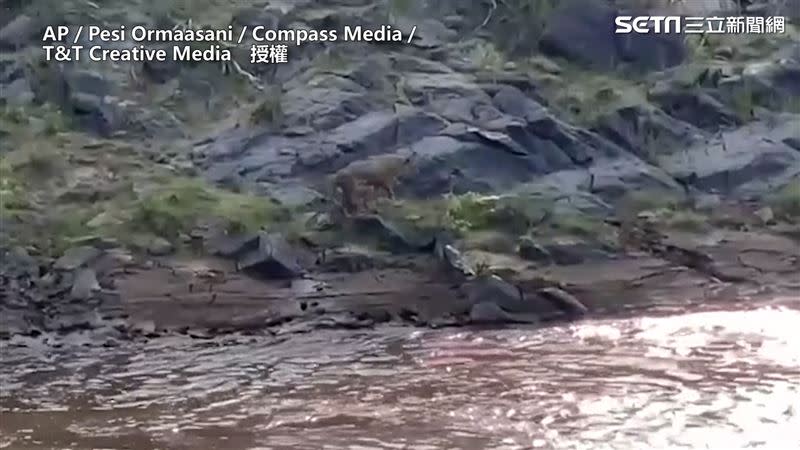 最終小獅子成功抵達河岸，毫髮無傷，一旁民眾也為牠的英勇歡呼。（圖／AP／Pesi Ormaasani／Compass Media／T&T Creative Media　授權）
