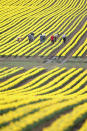 SCHWANEBERG, GERMANY - APRIL 27: Workers check tulip heads in a tulip field on April 27, 2012 near Schwaneberg, Germany. Spring weather is finally taking hold in Germany with temperatures expected to reach 28 degrees Celsius by the weekend. Since the tulips will be sold for their bulbs rather than their flowers, the workers need to check that the machine that bends the tulip heads over (a process that makes for better bulbs) was successful. (Photo by Sean Gallup/Getty Images)