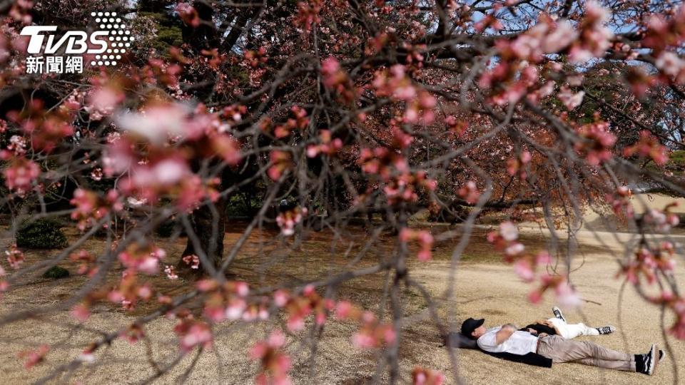 有遊客直接躺在櫻花樹下午睡小憩。（圖／達志影像路透社）