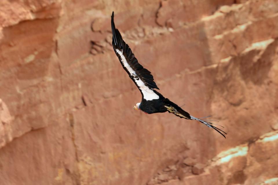 A California condor tagged No. 19 drifts over the Colorado River, seen from Navajo Bridge near Marble Canyon, Arizona. <a href="https://www.gettyimages.com/detail/news-photo/marble-canyon-arizona-july-1-2022-california-condor-drifts-news-photo/1253158097?adppopup=true" rel="nofollow noopener" target="_blank" data-ylk="slk:Carolyn Cole/Los Angeles Times via Getty Images;elm:context_link;itc:0;sec:content-canvas" class="link ">Carolyn Cole/Los Angeles Times via Getty Images</a>