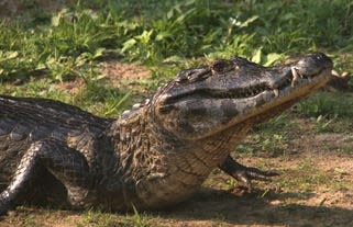 A Yacaré Caiman.